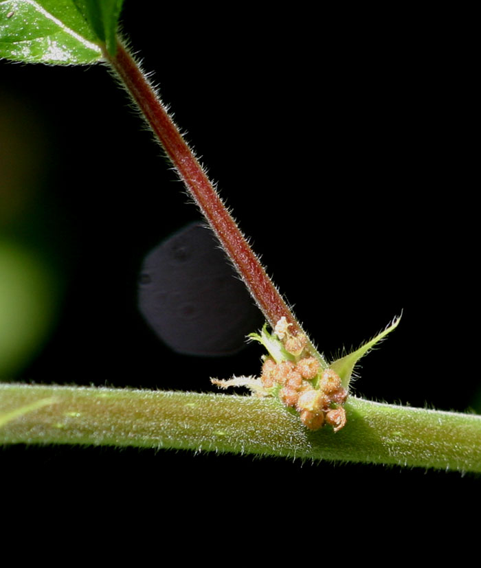 Pouzolzia parasitica Pouzolzia parasitica