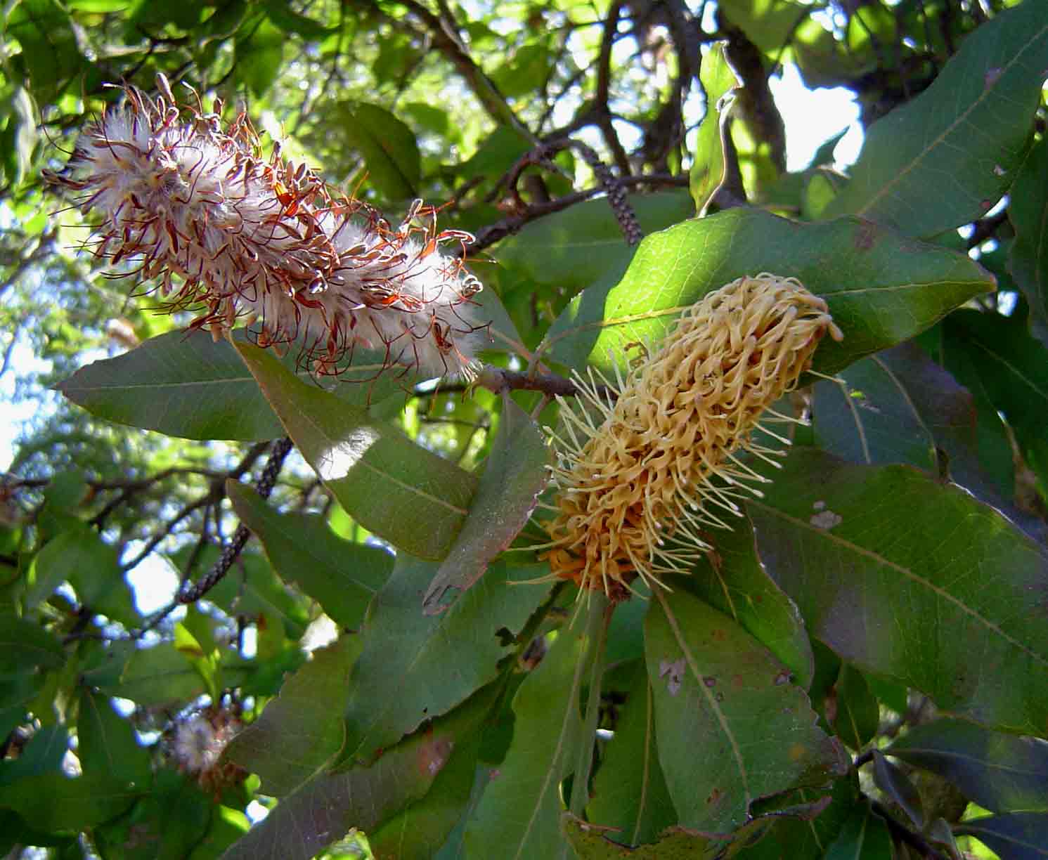 Faurea rochetiana Faurea rochetiana
