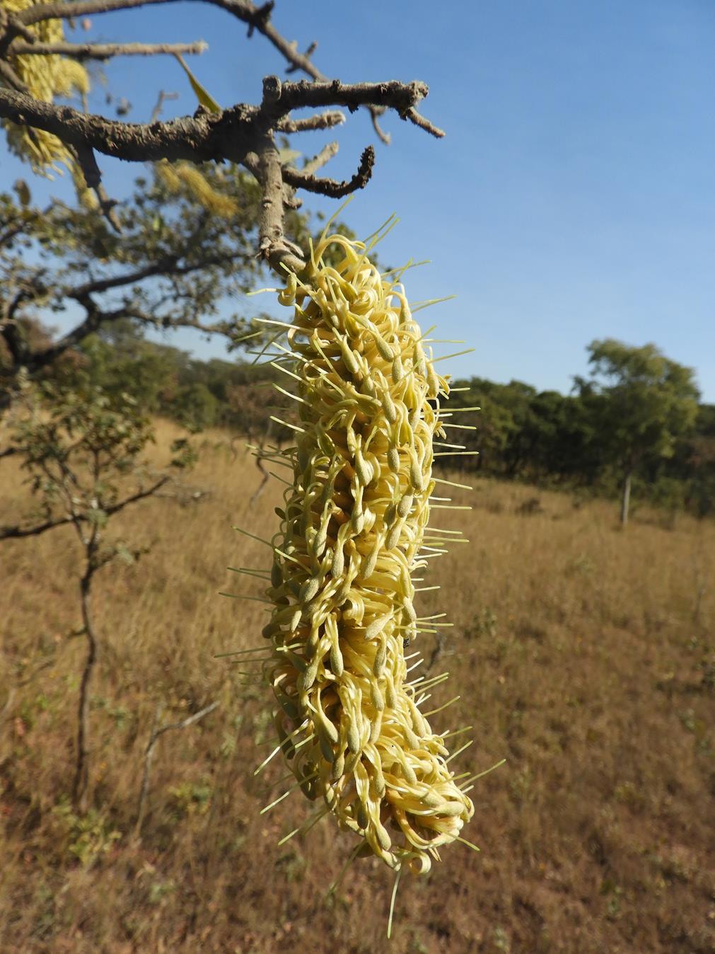 Faurea rochetiana Faurea rochetiana