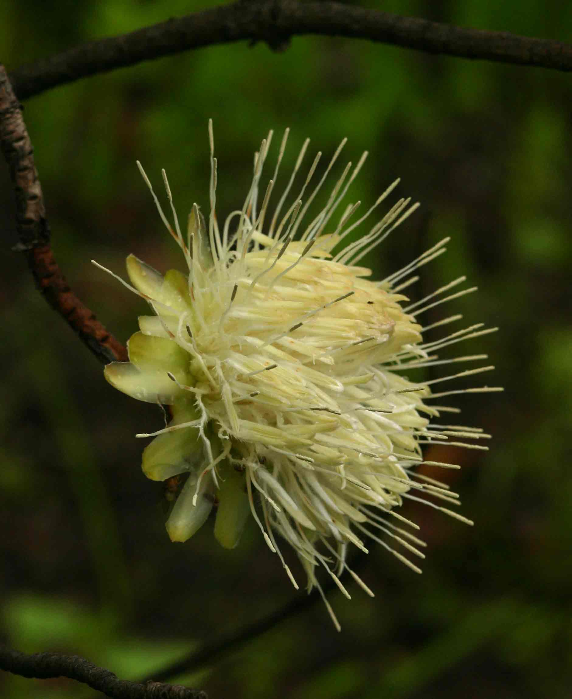 Protea gaguedi Protea gaguedi