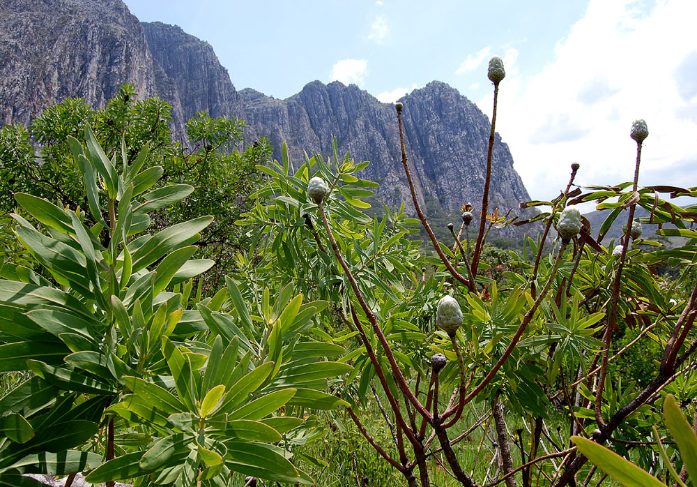 Protea gaguedi Protea gaguedi