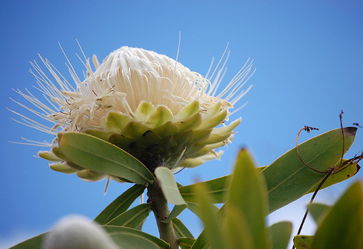 Protea gaguedi Protea gaguedi