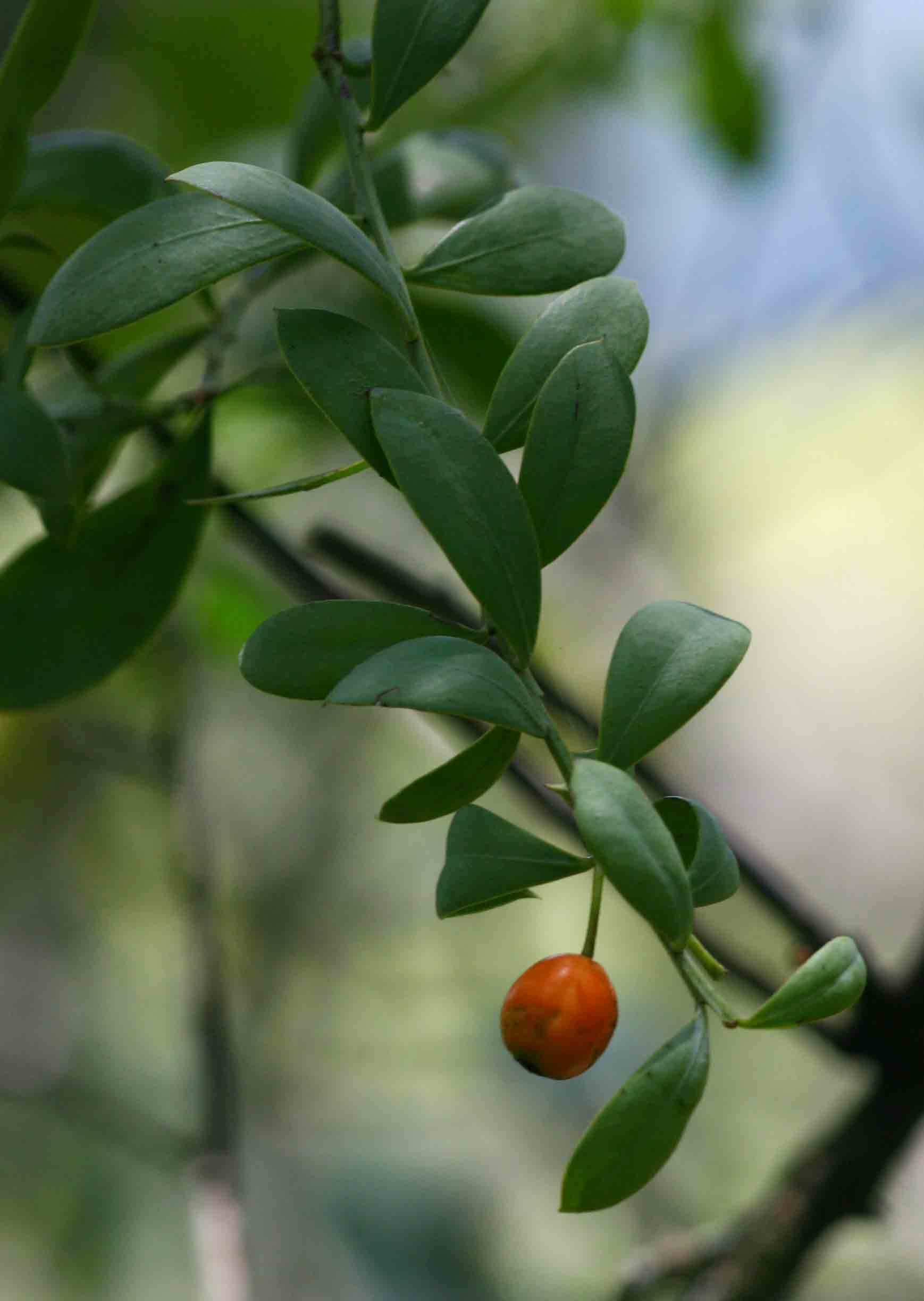 Osyris lanceolata