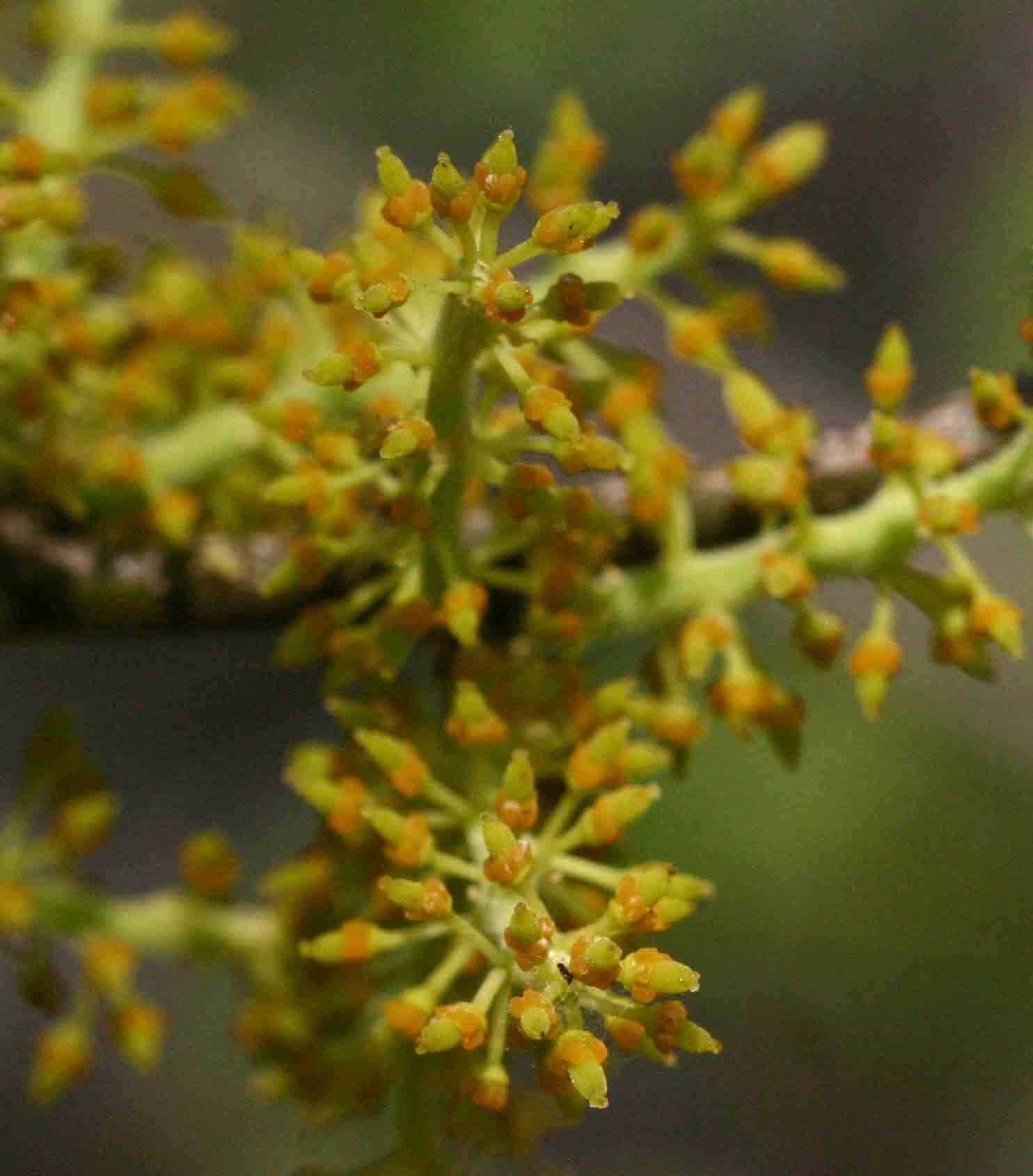Opilia amentacea Opilia amentacea