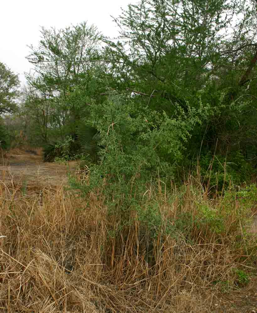 Ximenia americana var. microphylla Ximenia americana var. microphylla
