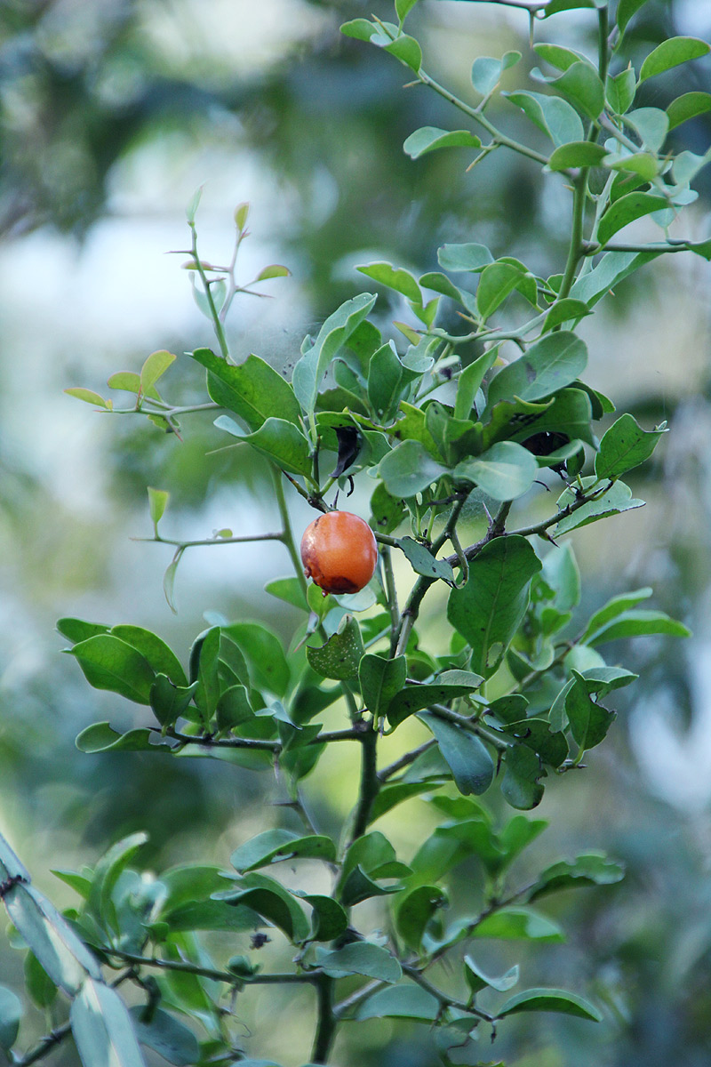 Ximenia americana var. microphylla Ximenia americana var. microphylla