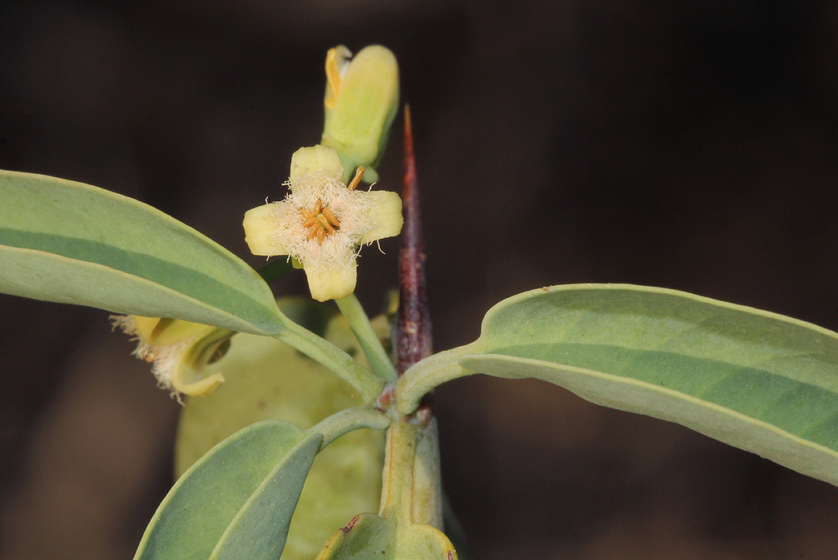 Ximenia americana var. microphylla Ximenia americana var. microphylla