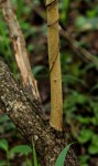 Ximenia afra var. afra