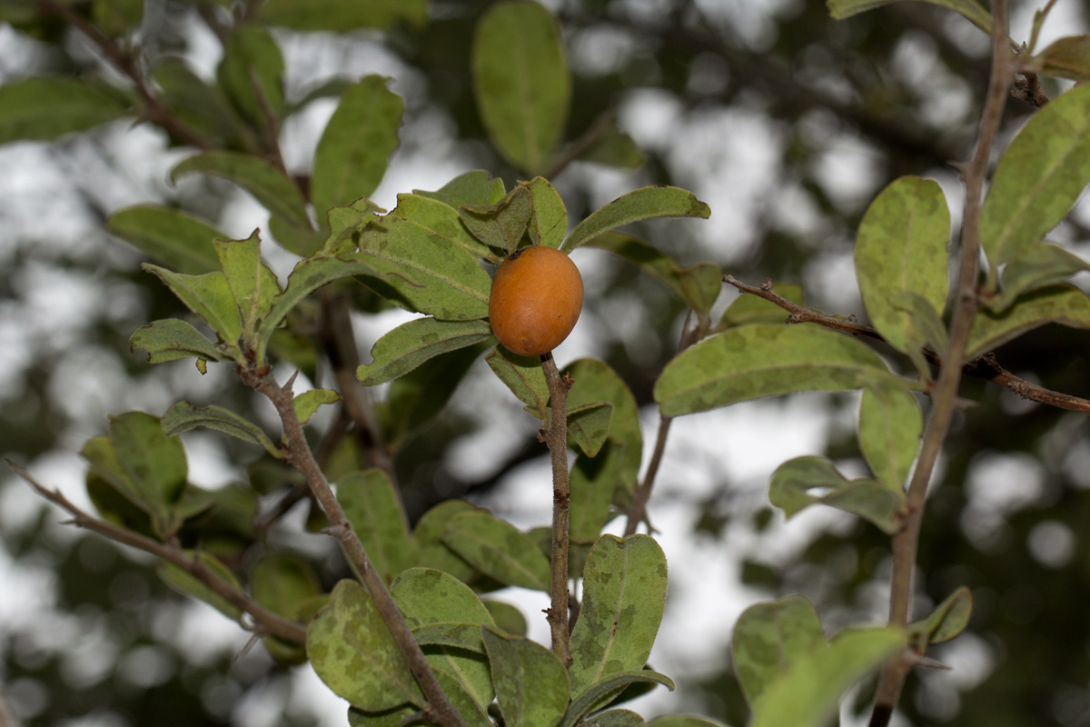 Ximenia afra var. afra Ximenia afra var. afra