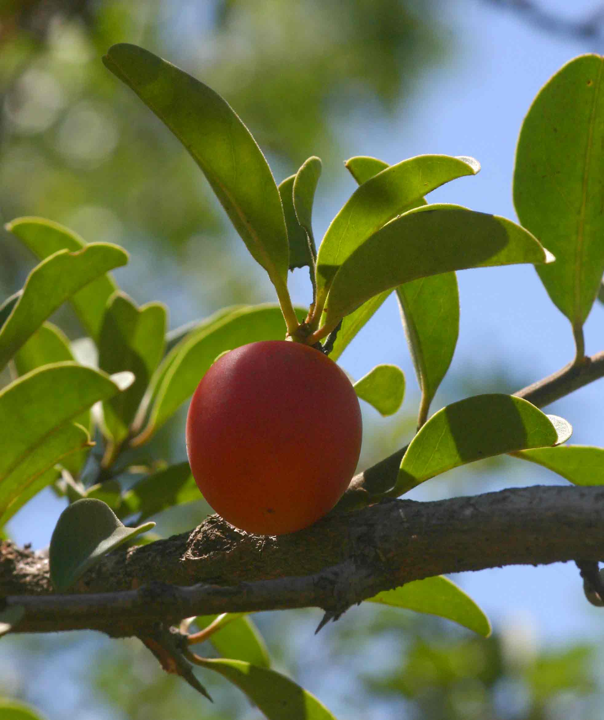 Ximenia afra var. afra Ximenia afra var. afra