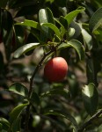 Ximenia afra var. afra