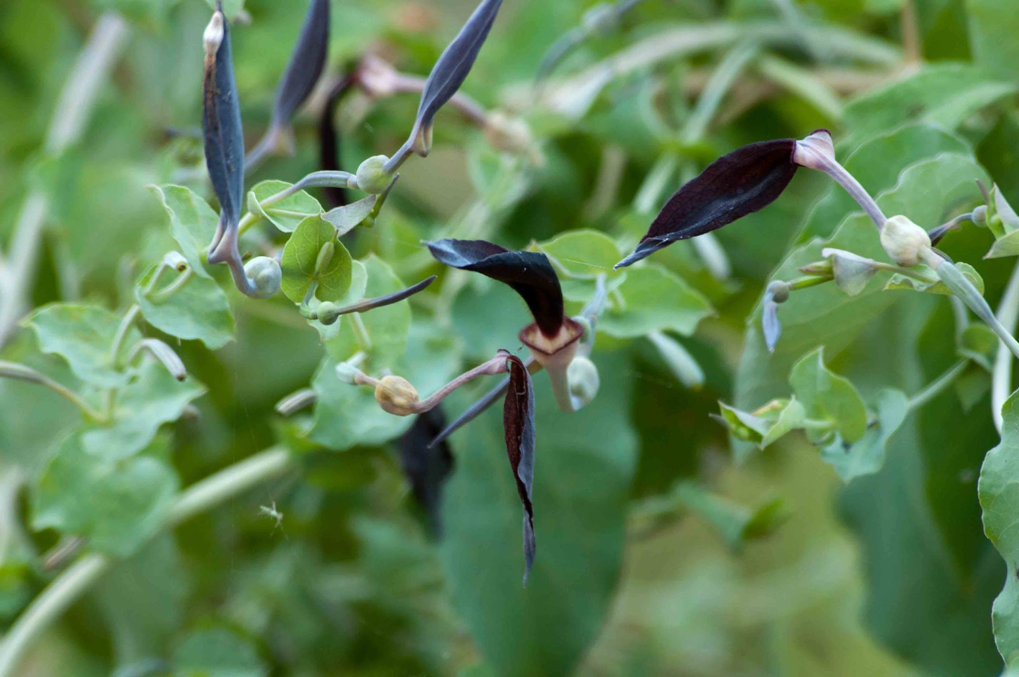 Aristolochia albida Aristolochia albida