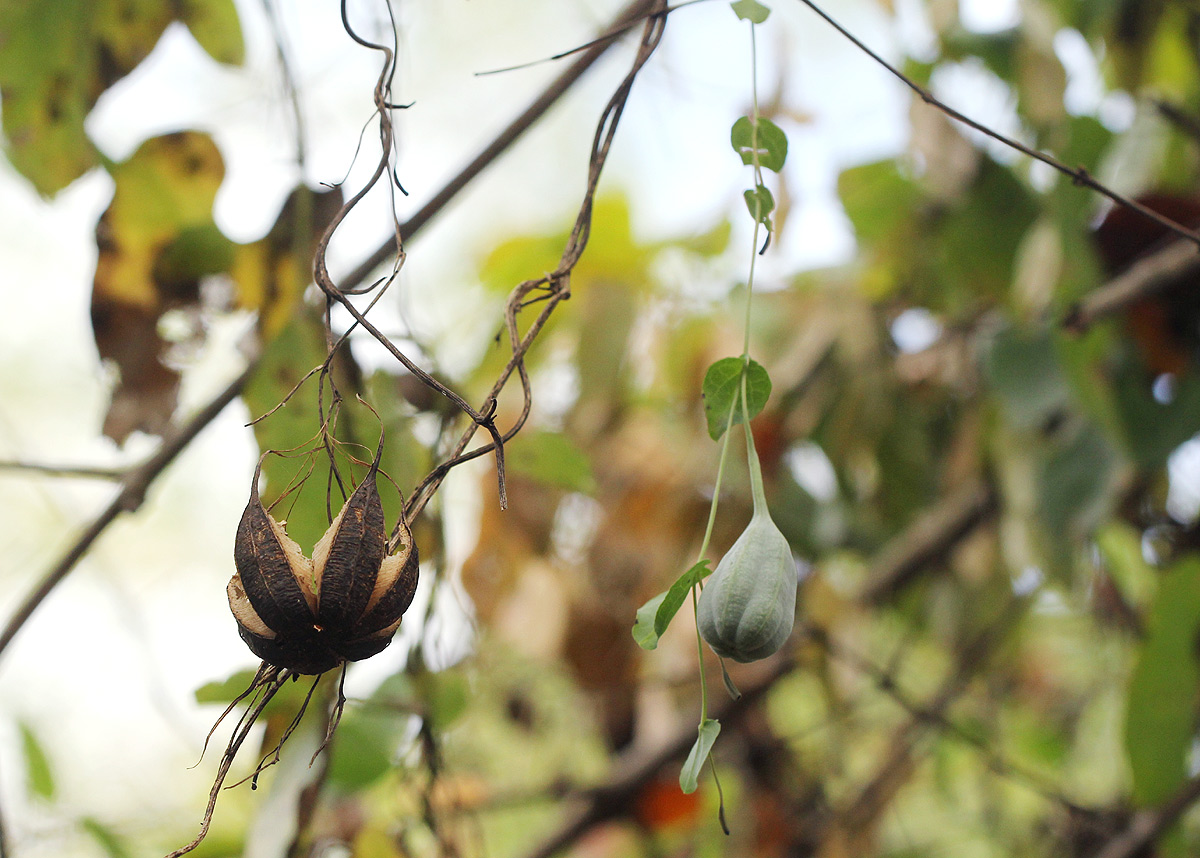 Aristolochia albida Aristolochia albida