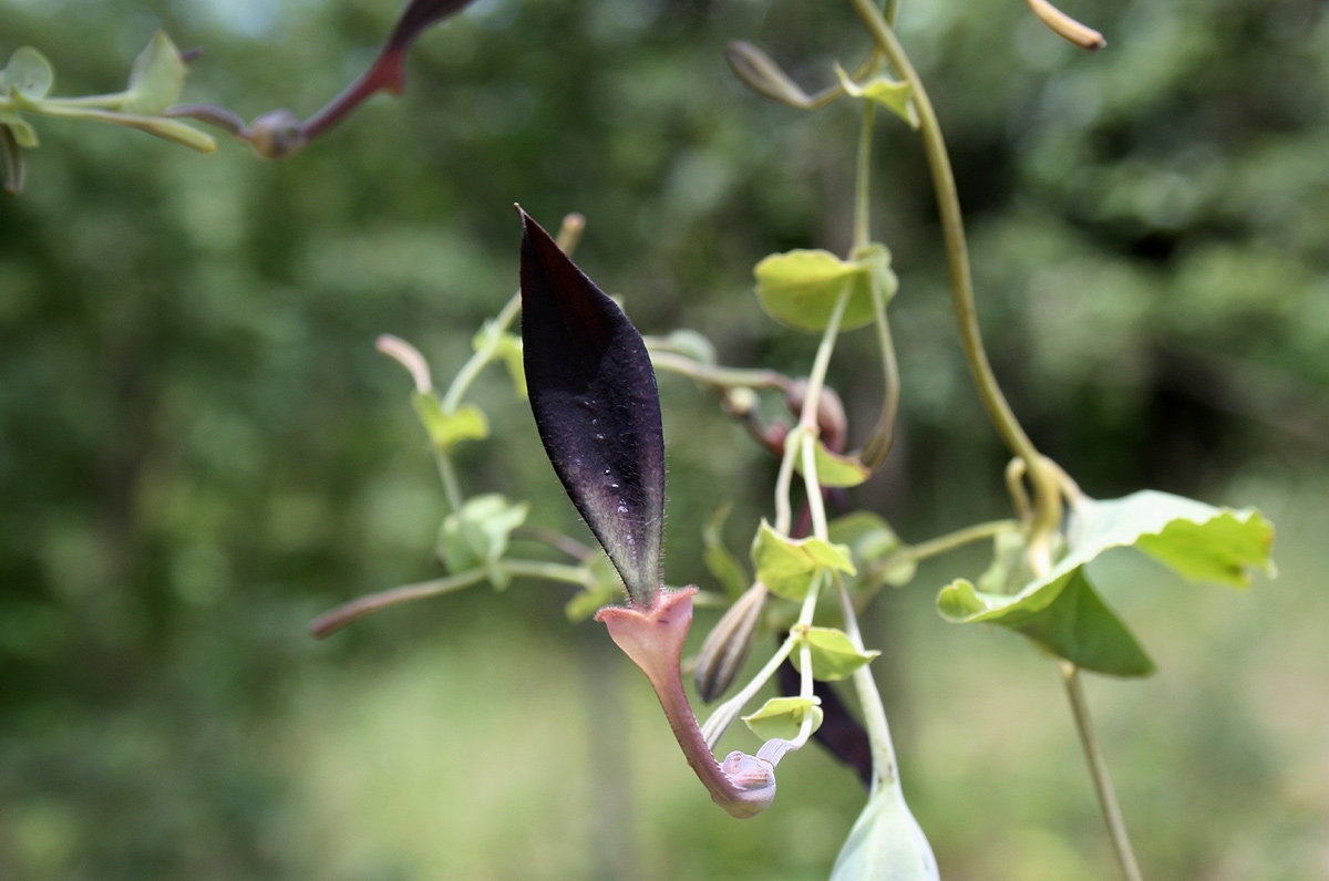 Aristolochia albida Aristolochia albida