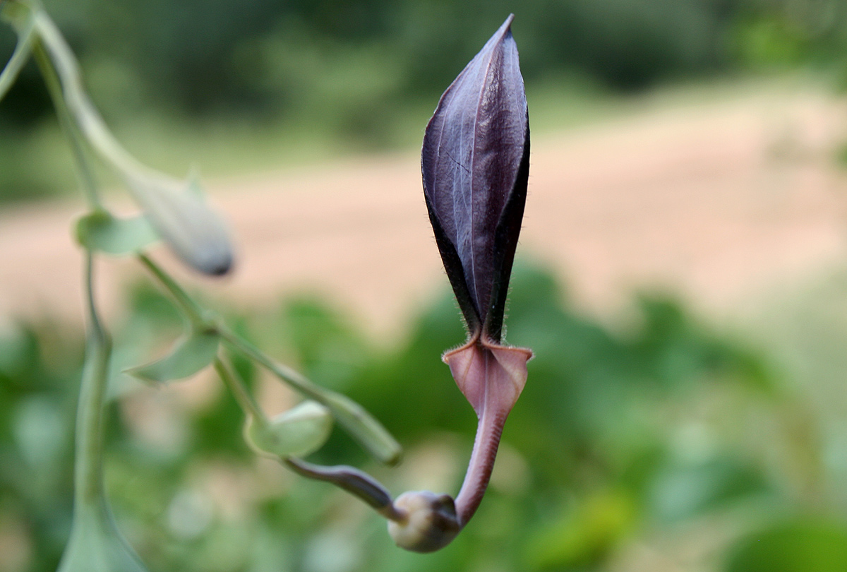Aristolochia albida Aristolochia albida