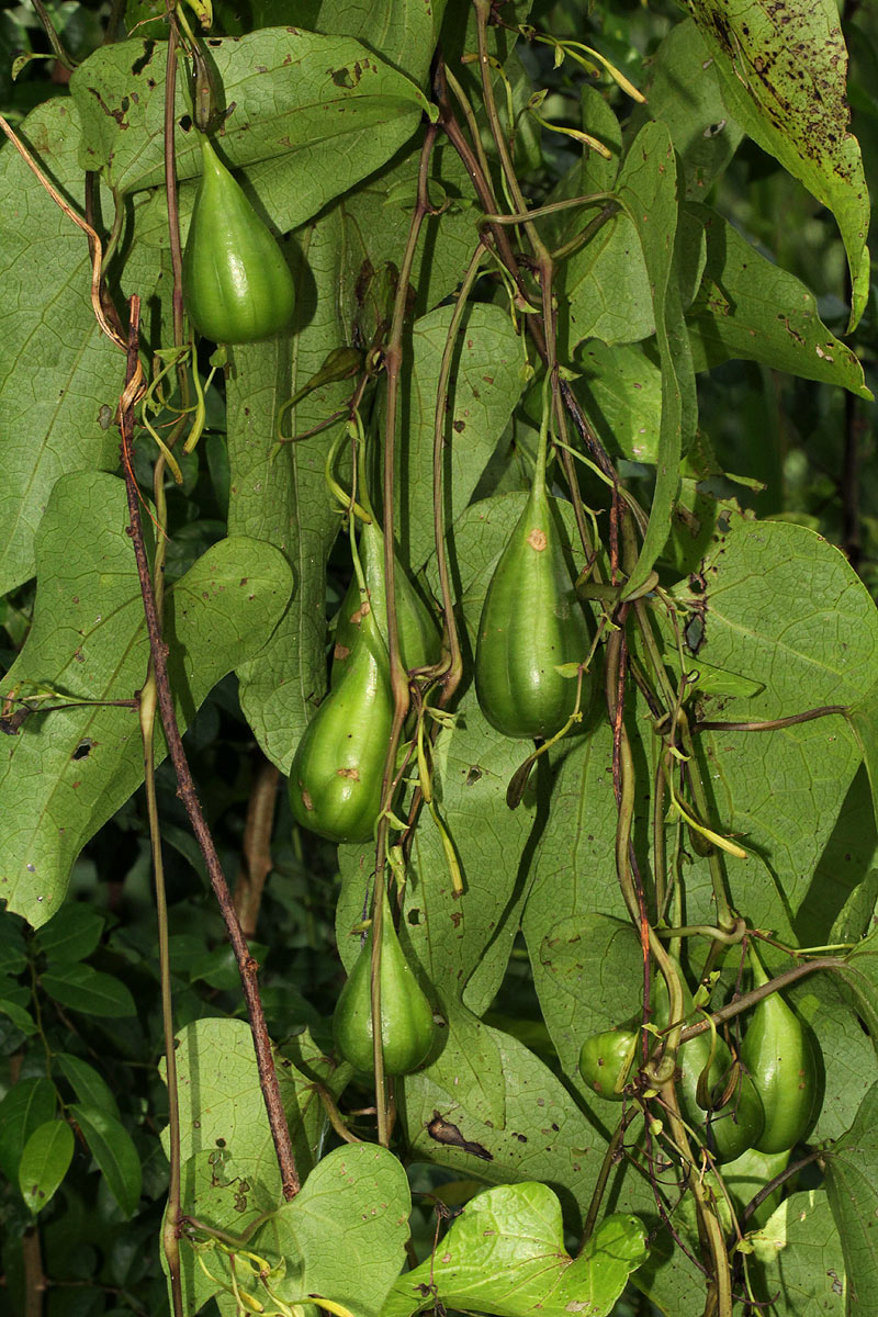 Aristolochia albida Aristolochia albida
