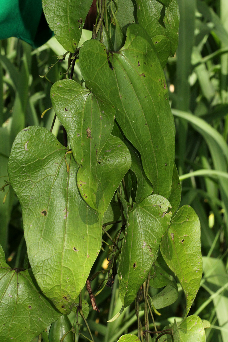 Aristolochia albida Aristolochia albida
