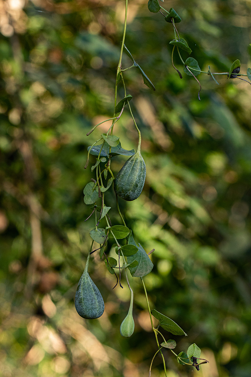 Aristolochia albida Aristolochia albida