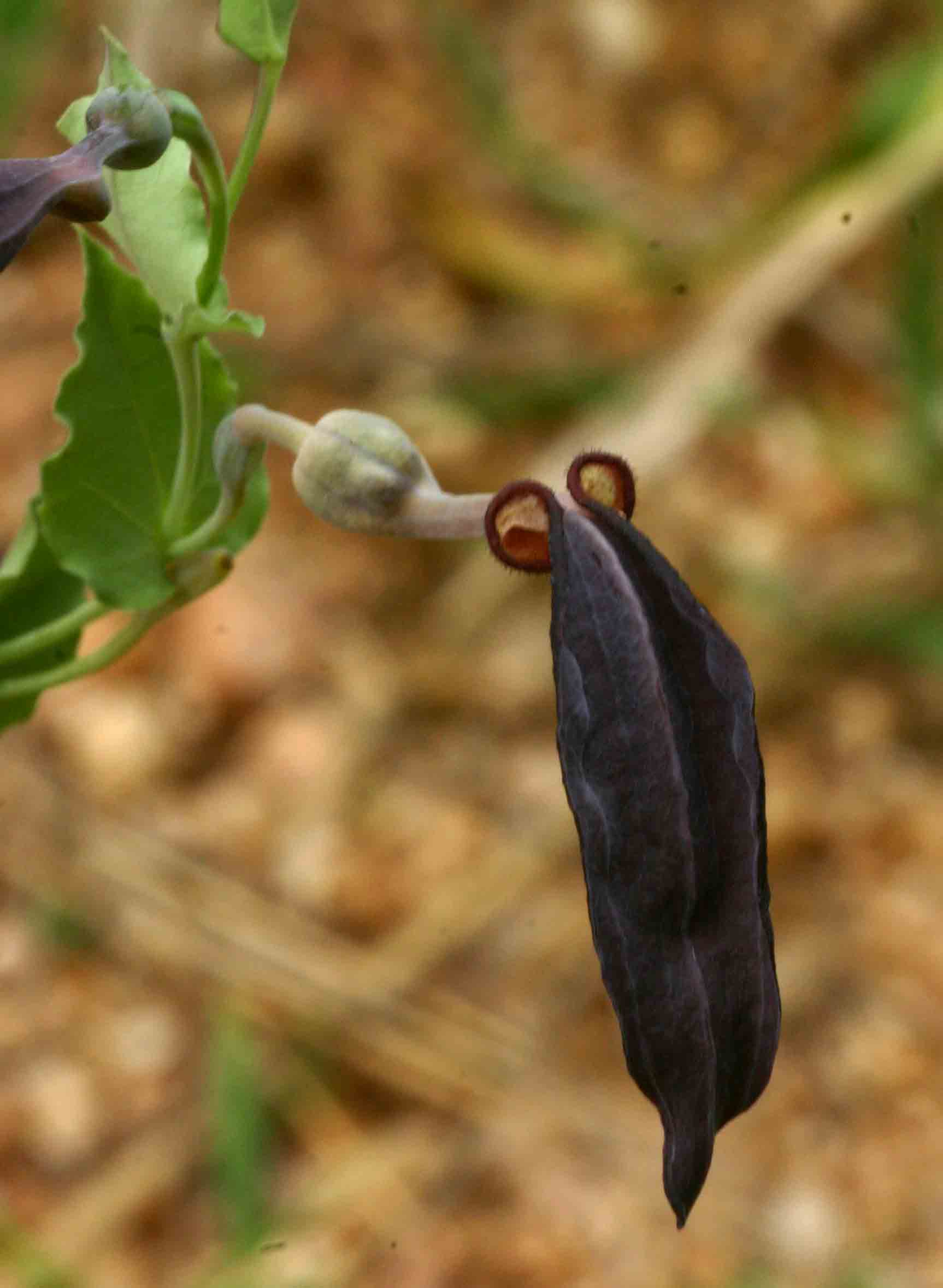 Aristolochia albida Aristolochia albida