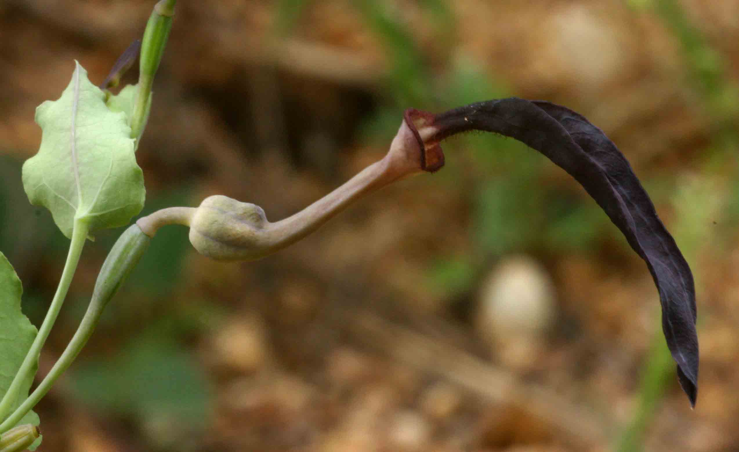 Aristolochia albida Aristolochia albida