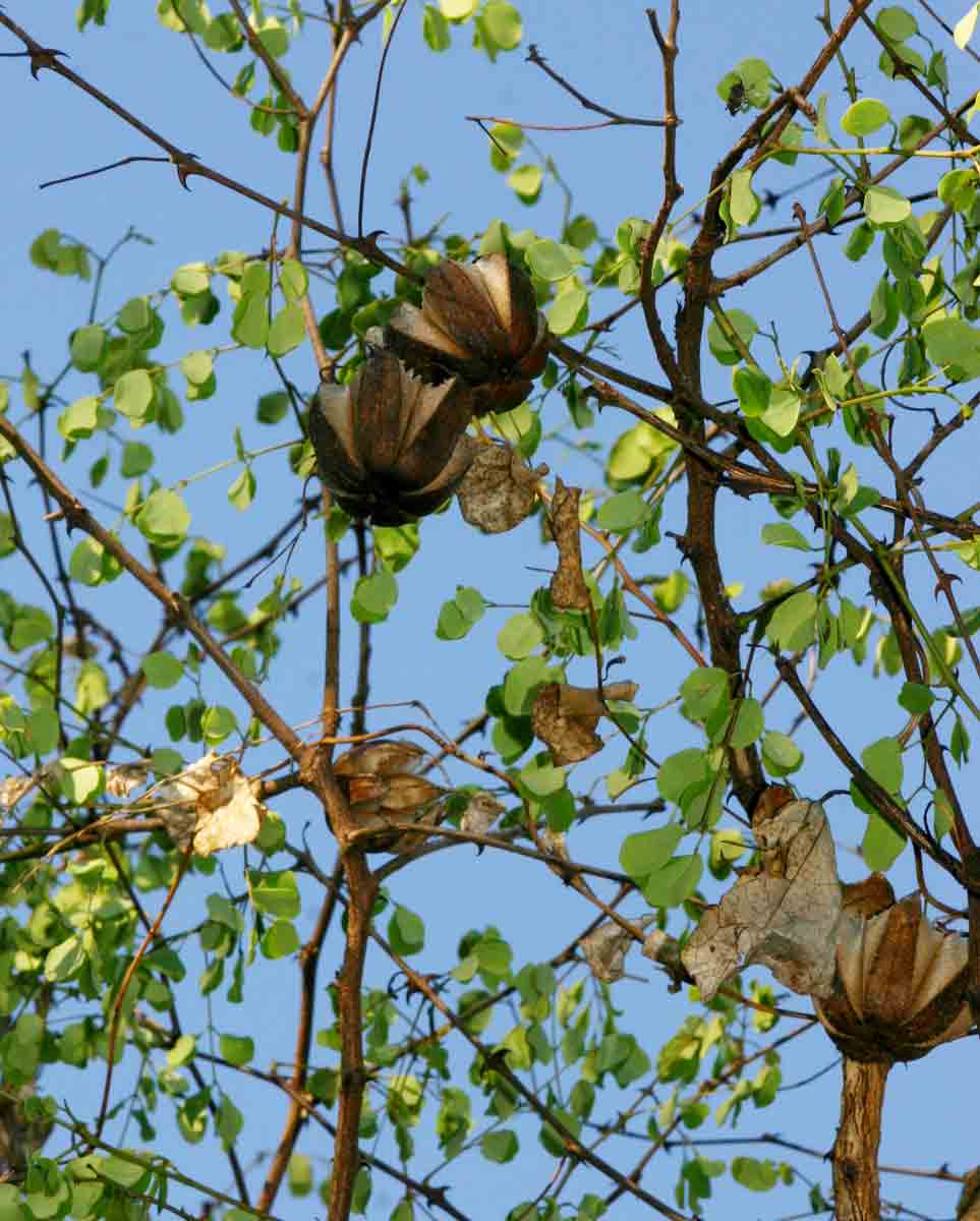Aristolochia albida Aristolochia albida