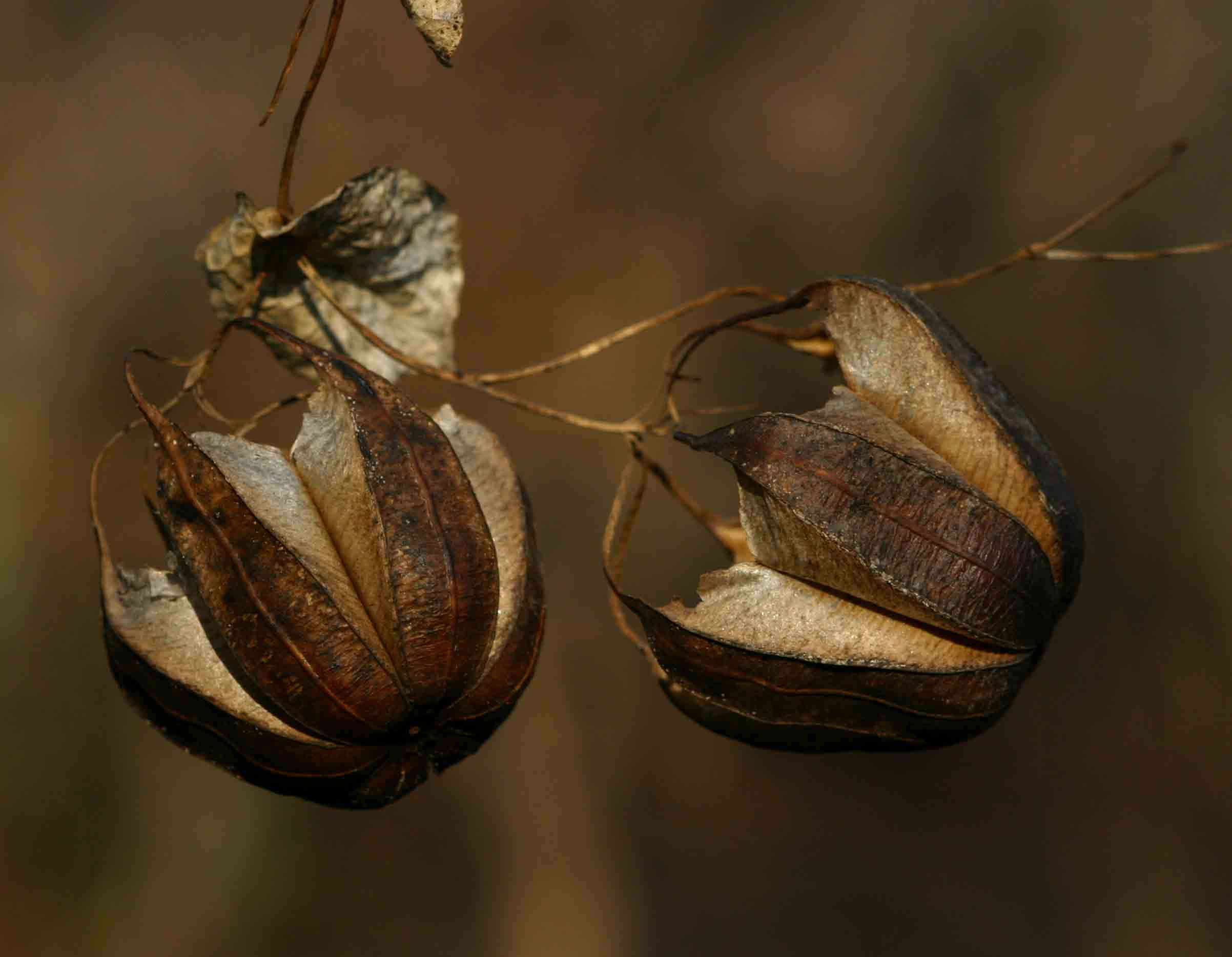 Aristolochia albida Aristolochia albida