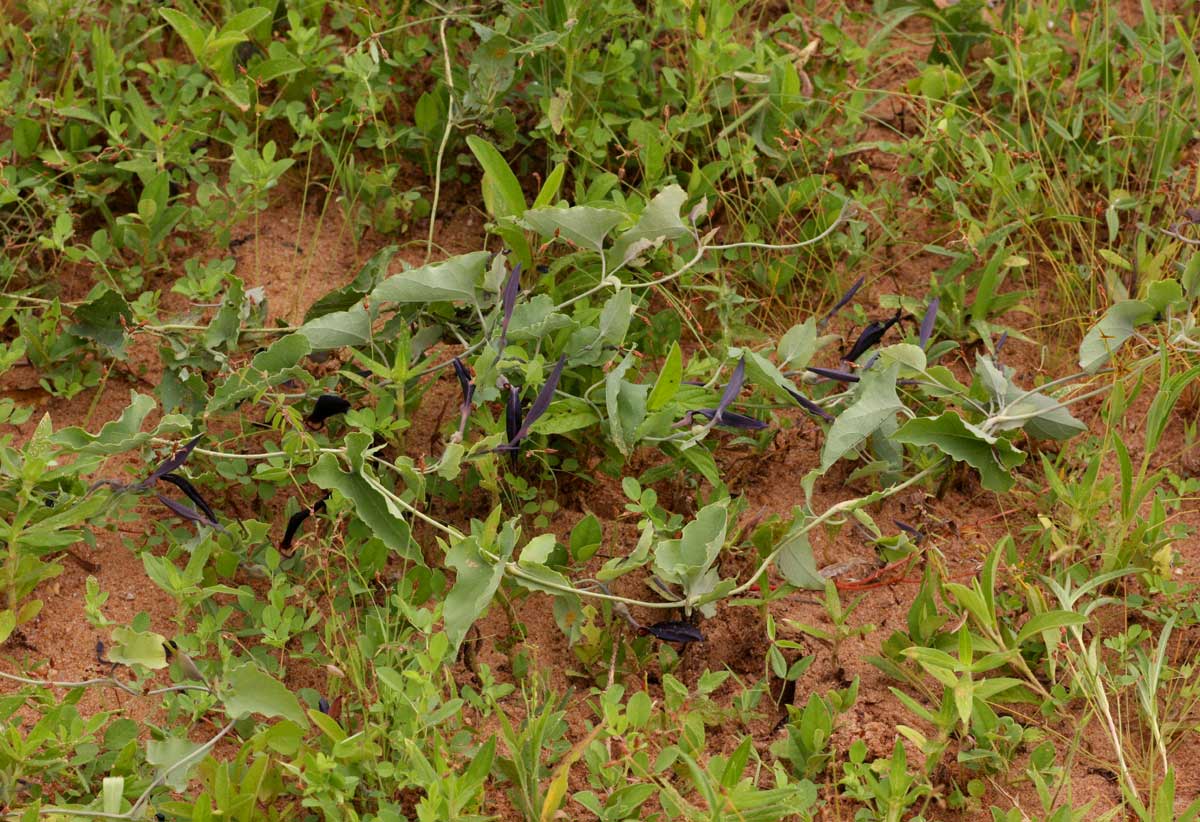 Aristolochia albida Aristolochia albida