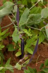 Aristolochia albida