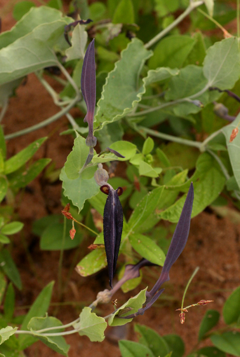 Aristolochia albida Aristolochia albida