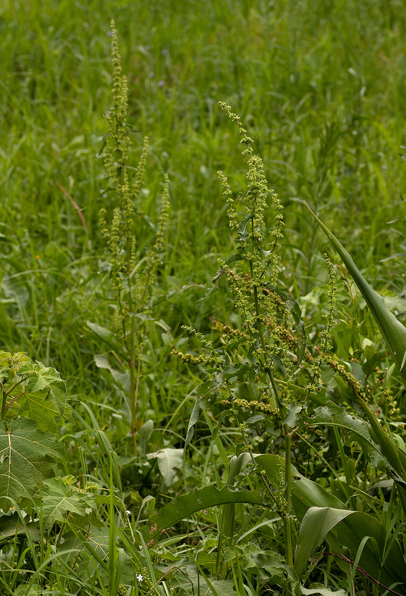 Rumex crispus Rumex crispus