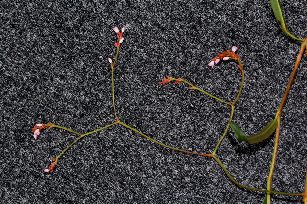 Persicaria strigosa Persicaria strigosa