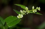 Pupalia lappacea var. velutina