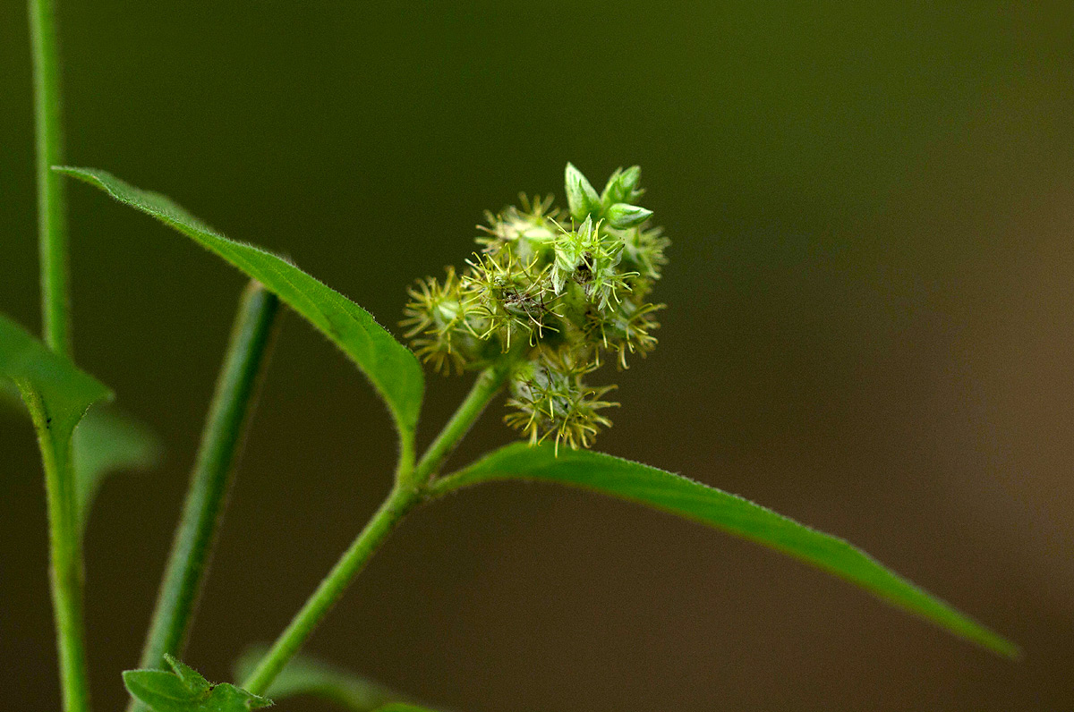 Pupalia lappacea var. velutina Pupalia lappacea var. velutina