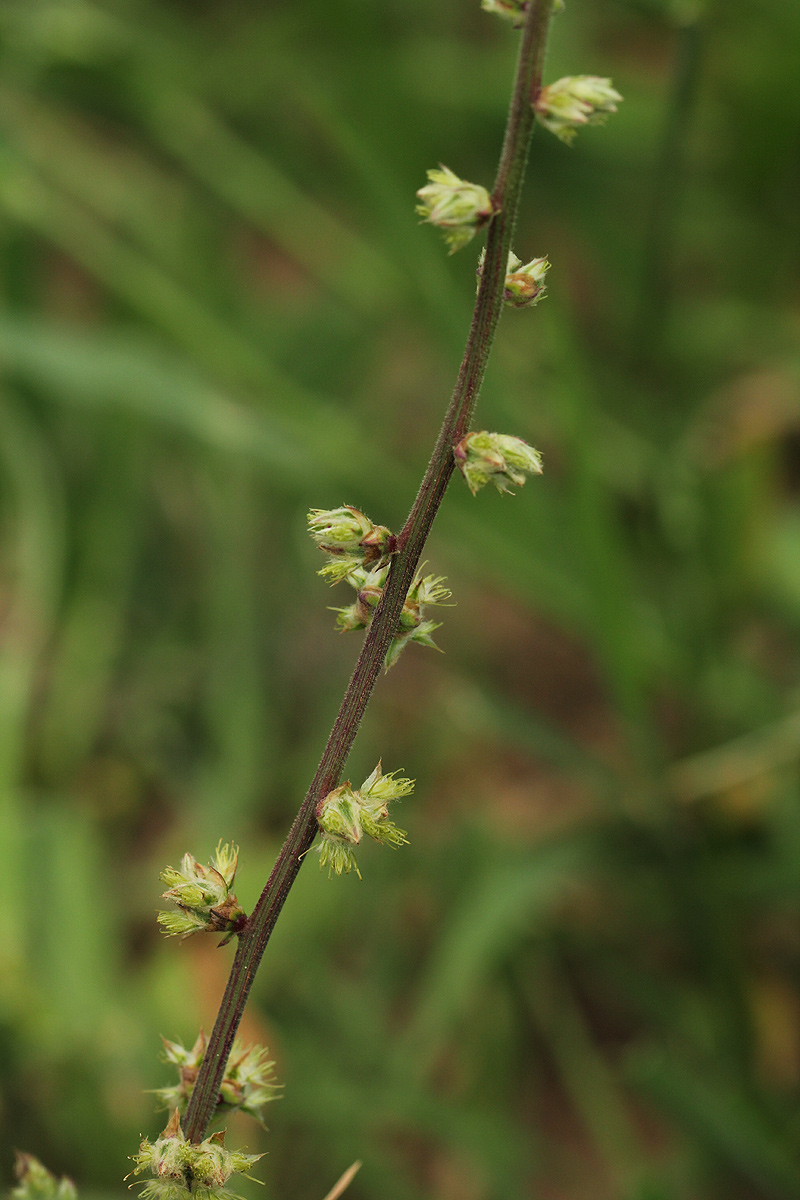 Pupalia lappacea var. velutina Pupalia lappacea var. velutina
