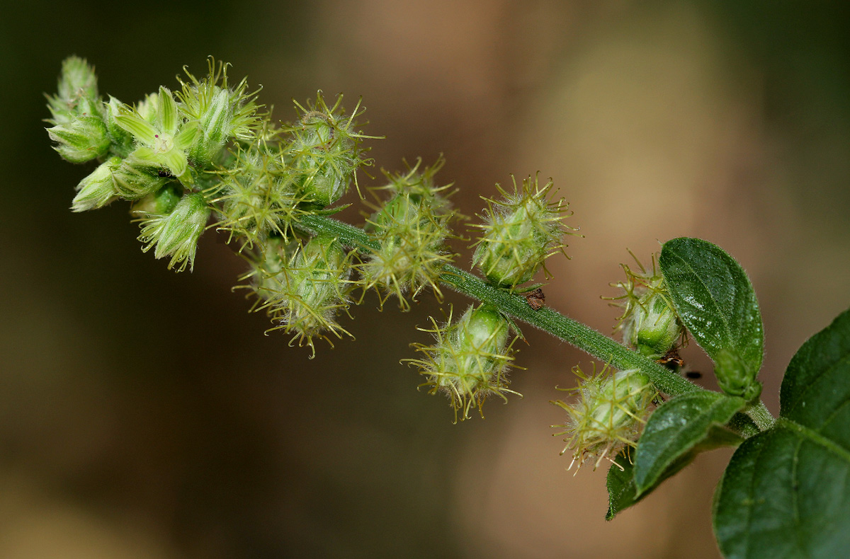 Pupalia lappacea var. velutina Pupalia lappacea var. velutina