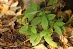 Pupalia lappacea var. velutina