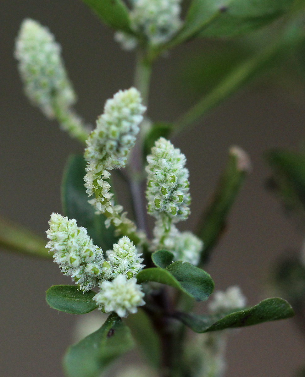 Nothosaerva brachiata Nothosaerva brachiata