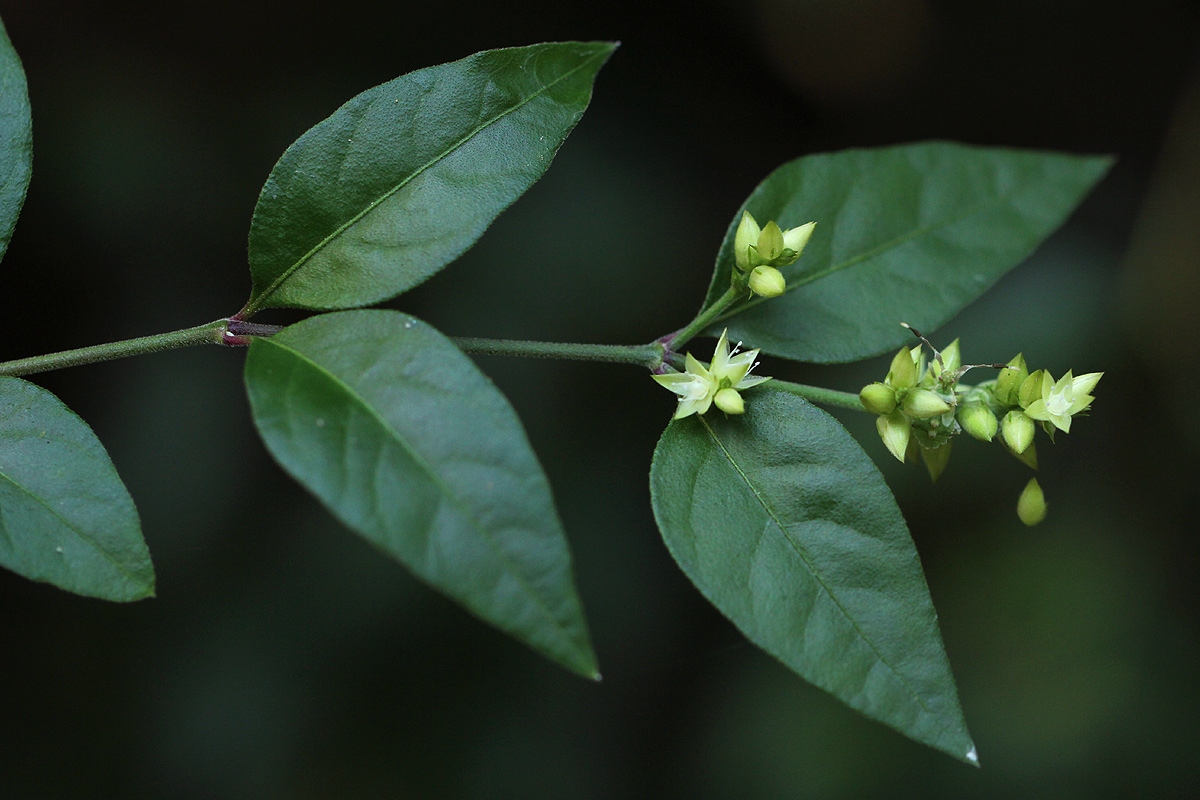 Psilotrichum scleranthum Psilotrichum scleranthum