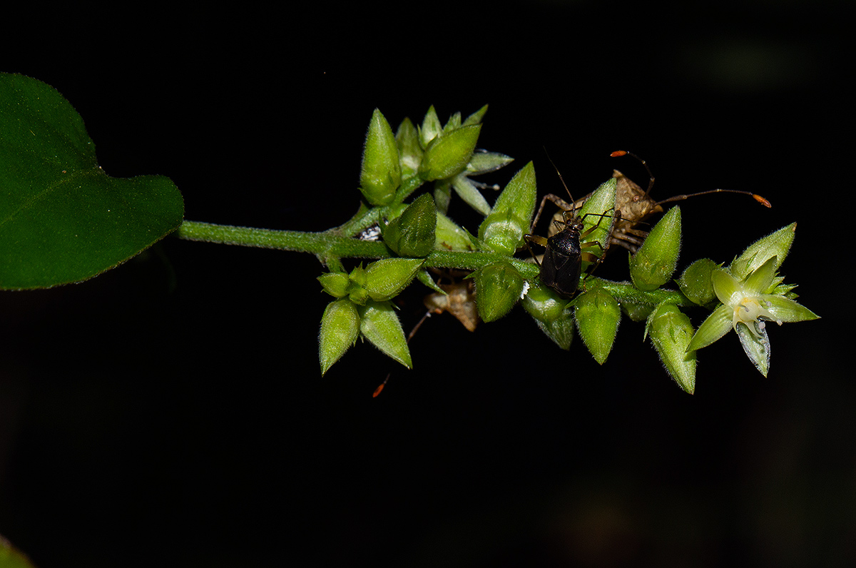 Psilotrichum scleranthum Psilotrichum scleranthum