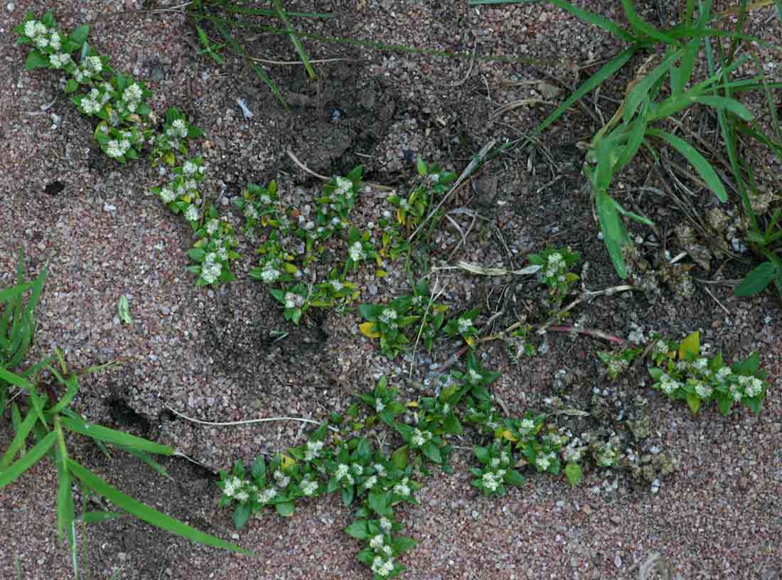 Guilleminea densa Guilleminea densa