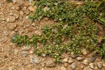 Guilleminea densa