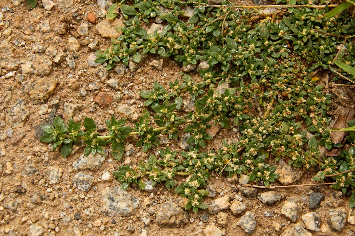 Guilleminea densa Guilleminea densa