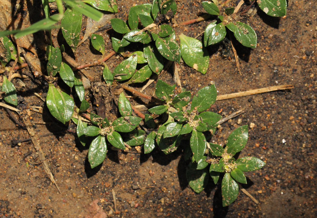Guilleminea densa Guilleminea densa
