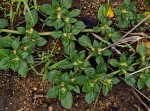 Guilleminea densa