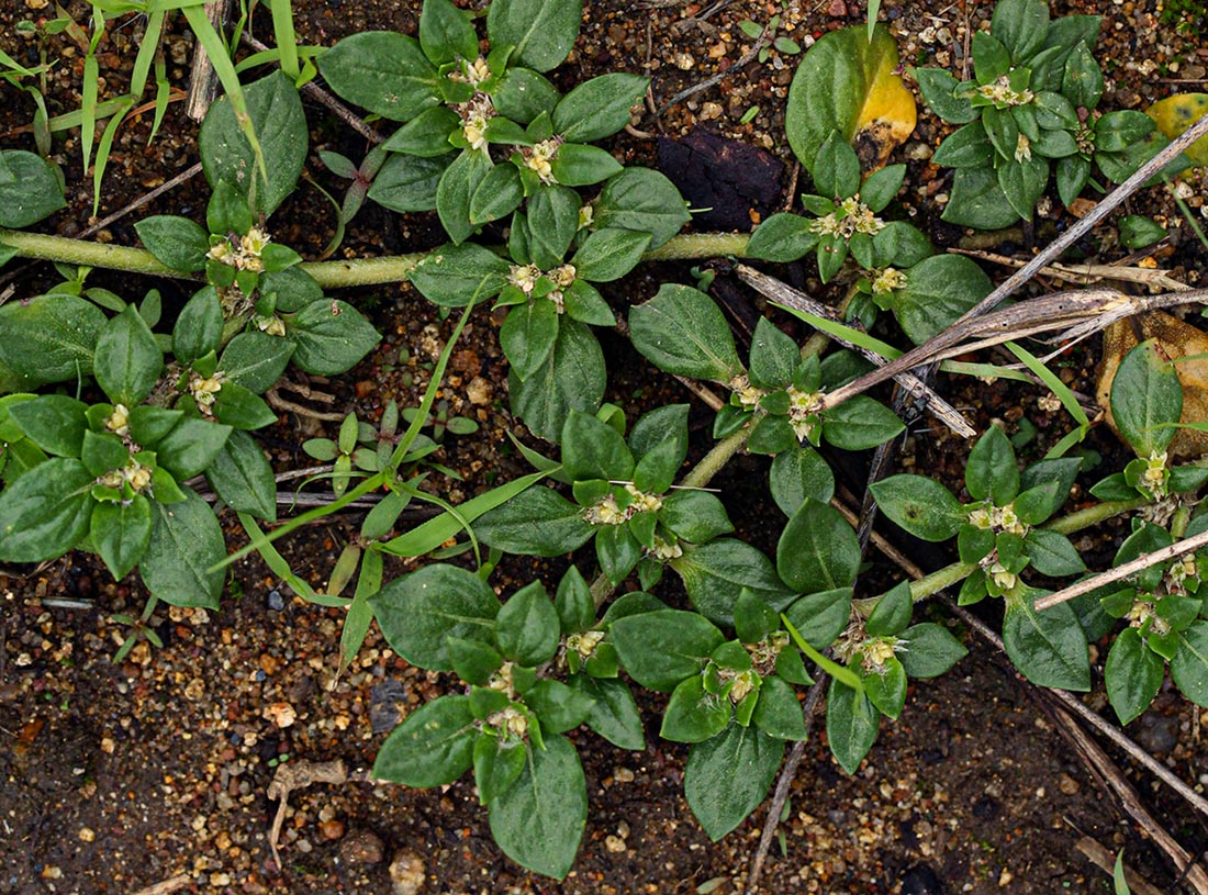 Guilleminea densa Guilleminea densa