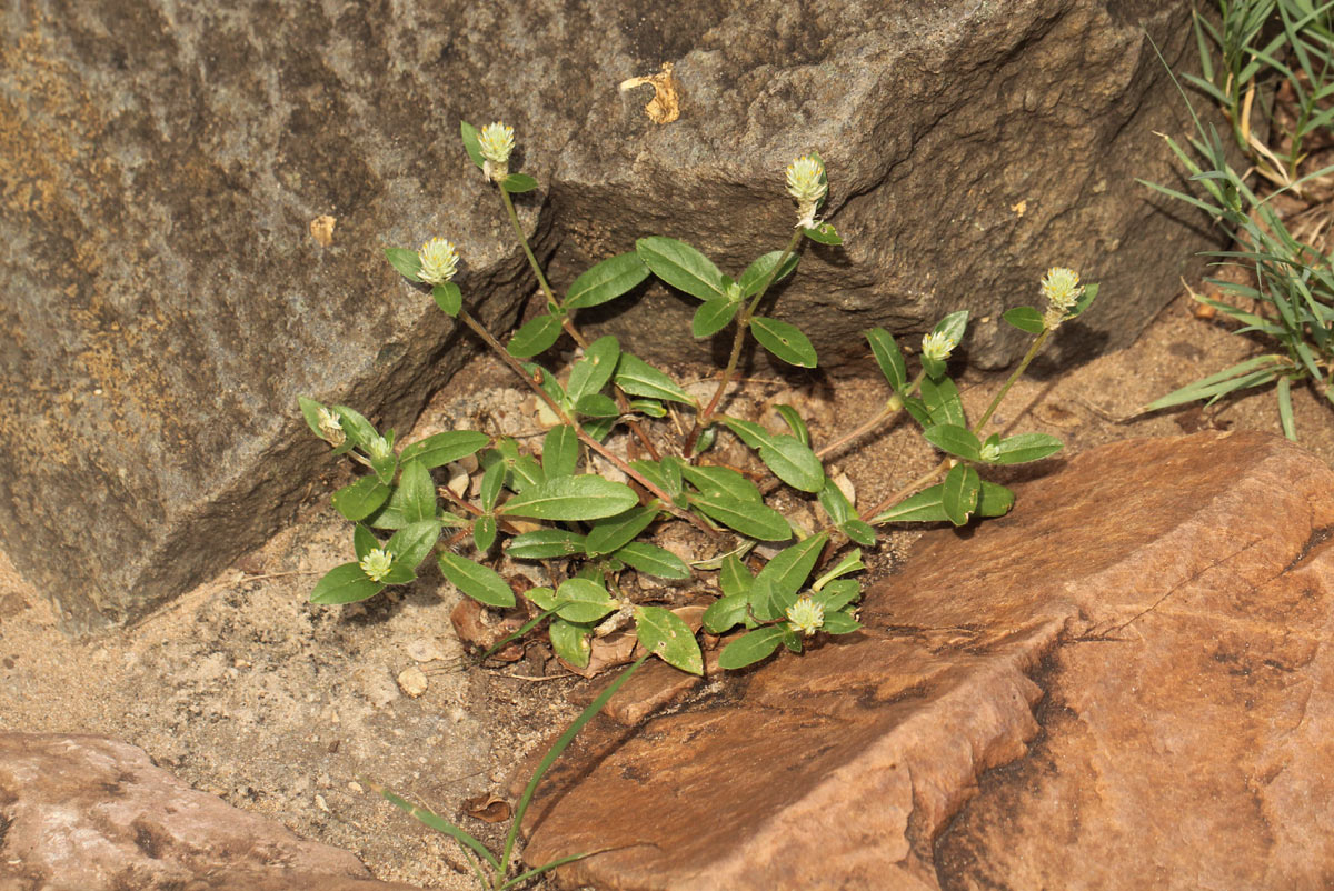 Gomphrena celosioides Gomphrena celosioides