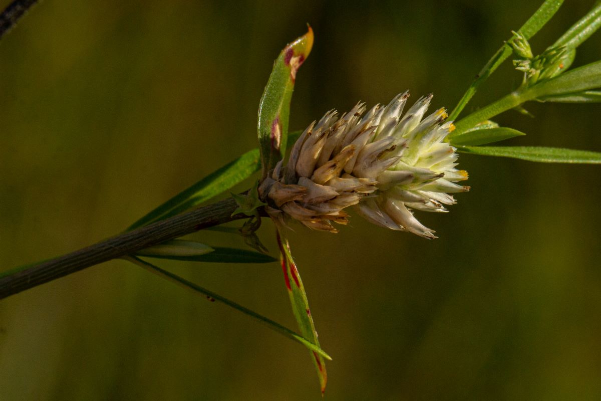 Gomphrena celosioides Gomphrena celosioides