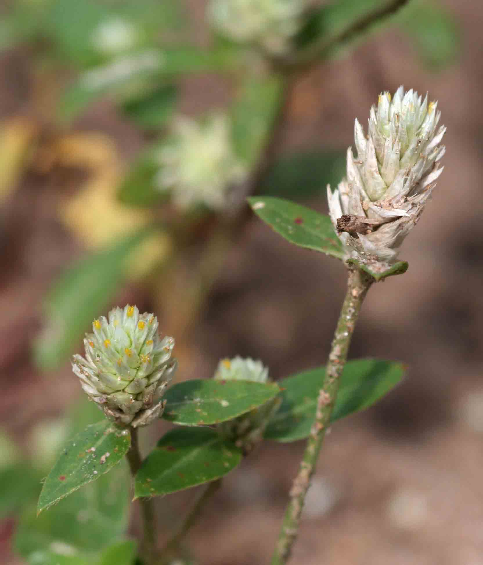 Gomphrena celosioides Gomphrena celosioides