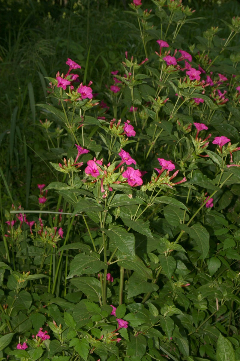 Mirabilis jalapa Mirabilis jalapa