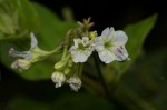 Commicarpus plumbagineus